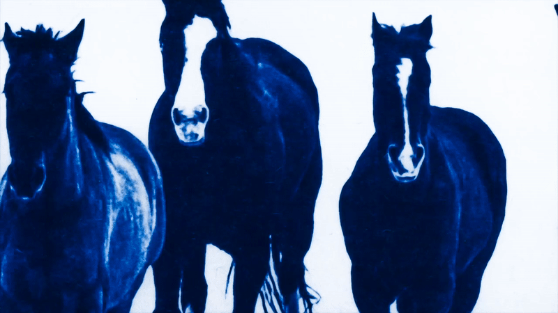 Edd Carr / Personal Work / Horses&lt;span class=&quot;slide_numbers&quot;&gt;&lt;span class=&quot;slide_number&quot;&gt;2&lt;/span&gt;/2&lt;/span&gt;