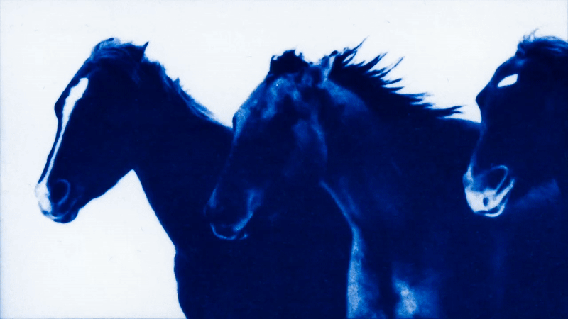 Edd Carr / Personal Work / Horses&lt;span class=&quot;slide_numbers&quot;&gt;&lt;span class=&quot;slide_number&quot;&gt;1&lt;/span&gt;/2&lt;/span&gt;