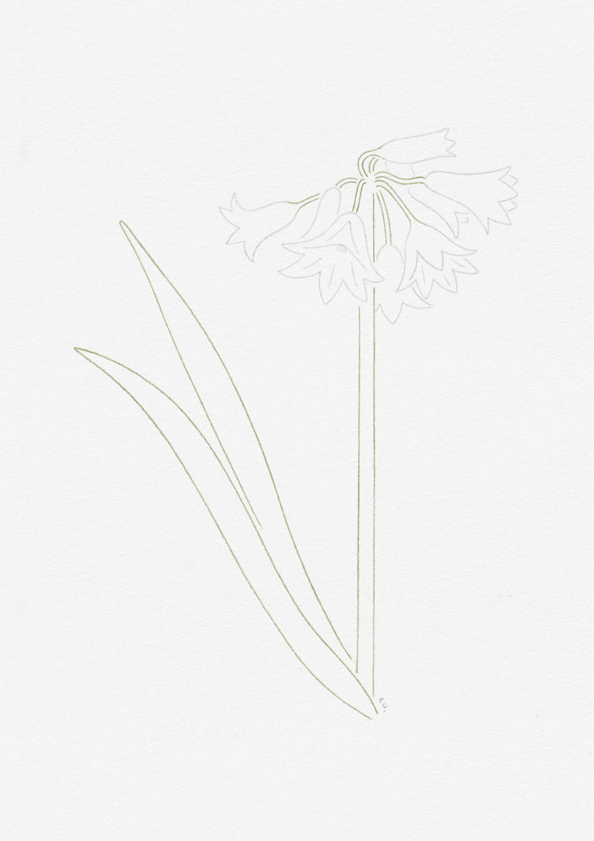 Emi Ueoka / Personal Work / Botanical&lt;span class=&quot;slide_numbers&quot;&gt;&lt;span class=&quot;slide_number&quot;&gt;3&lt;/span&gt;/3&lt;/span&gt;